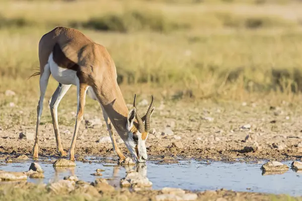Botswana Kgalagadi Transfrontier National Park Mabuasehube Game Reserve Springbok Dricka — Stockfoto