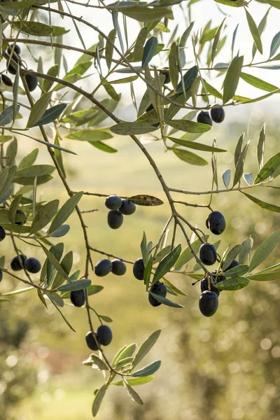 Italia Toscana Olive Mature Albero — Foto Stock