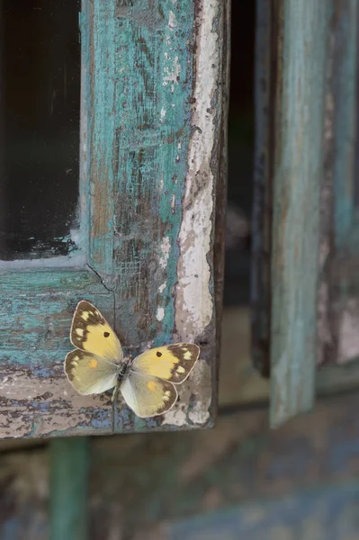 Malované Modré Dřevo Žlutý Motýl — Stock fotografie
