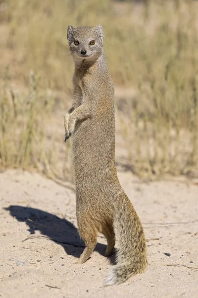 Botswana Parque Nacional Transfronterizo Kgalagadi Reserva Caza Mabuasehube Mangosta Amarilla — Foto de Stock