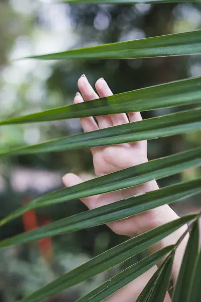 Mano Mujer Tocando Hoja Palma Invernadero —  Fotos de Stock