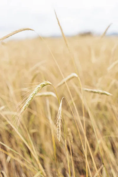 Chiny Prowincja Yunnan Dongchuan Red Land Dojrzałe Pszenica Uszy — Zdjęcie stockowe