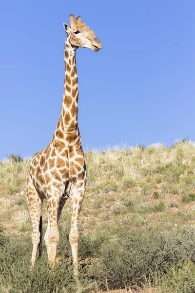 Afryka Botswana Kgalagadi Transfrontier Park Żyrafa — Zdjęcie stockowe