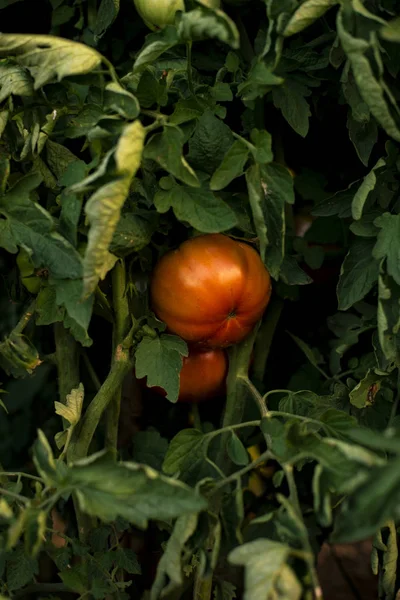 熟したトマト 昼間の植物にトマト計画 — ストック写真
