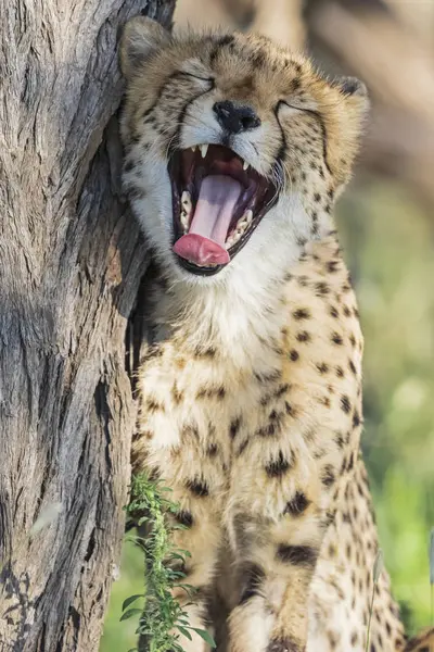 Botsuana Parque Transfronteiriço Kgalagadi Cheetah Acinonyx Jubatus Bocejo — Fotografia de Stock