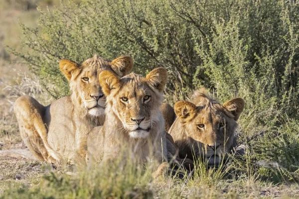 Ботсвана Kgalagadi Транскордонне Парк Гордість Левів — стокове фото