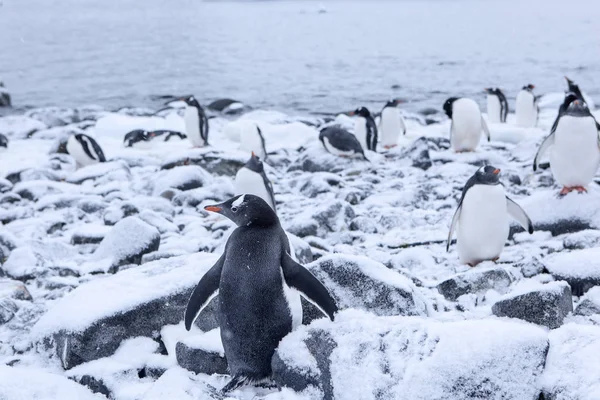 Antarctic Antarctic Peninsula Gentoo Penguins Pygoscelis Papua — Stock Photo, Image
