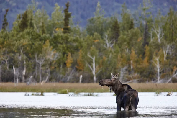 Estados Unidos Alaska Denali National Park Alce Vaca Lago — Foto de Stock