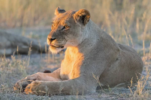 Botswana Parque Transfronterizo Kgalagadi Leona Panthera Leo Luz Tarde —  Fotos de Stock