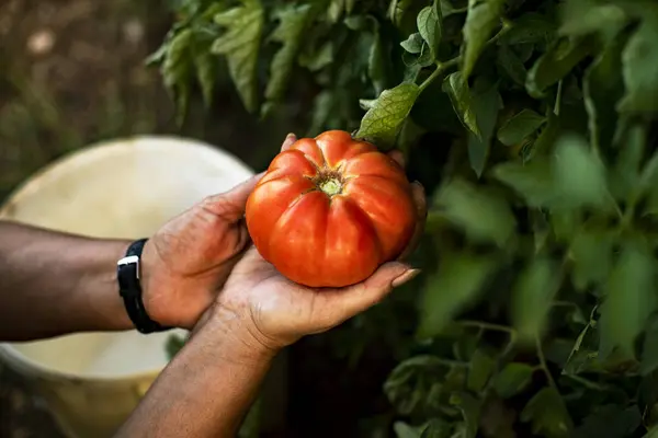 Mains Une Femme Tenant Une Tomate — Photo