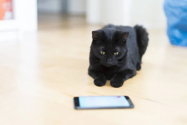 Gatto Nero Sdraiato Sul Pavimento Guardare Cellulare — Foto Stock