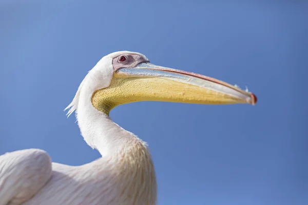 Namíbia Walvis Bay Retrato Pelicano Branco Contra Céu Azul — Fotografia de Stock