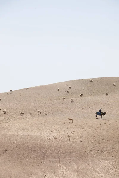 Maroc Désert Troupeau Moutons — Photo