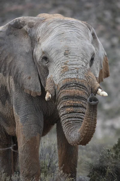 Südafrika Aquila Privates Wildreservat Elefant Loxodonta Africana — Stockfoto