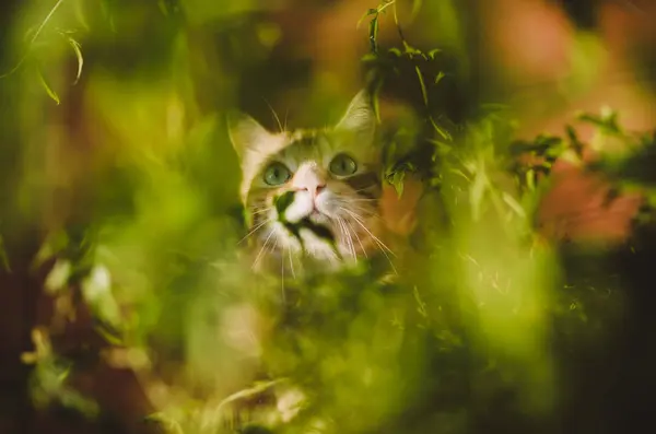 Gato Escondido Entre Algumas Plantas — Fotografia de Stock