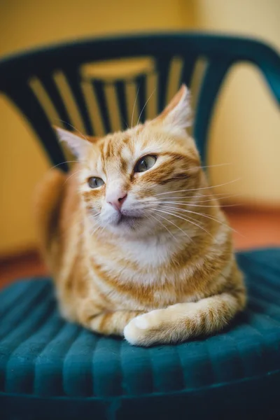 Potret Kucing Jahe Beristirahat Kursi — Stok Foto