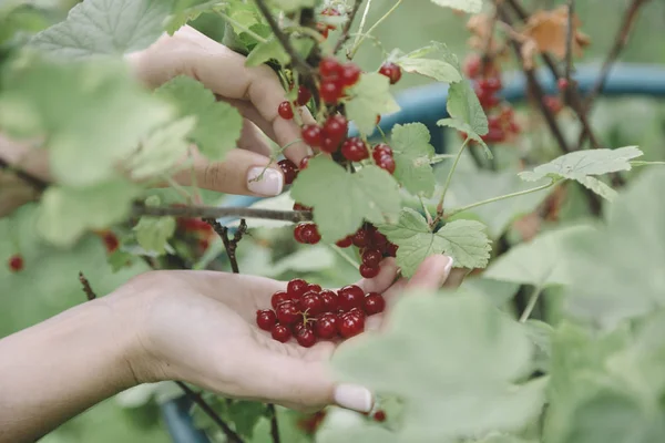 Young Woman Harvesting Red Currants — Stock Photo, Image