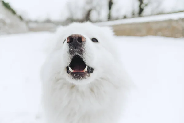 Portret Van Witte Hond Sneeuw — Stockfoto