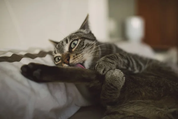 Mintiendo Gato Lamiendo Una Pata — Foto de Stock