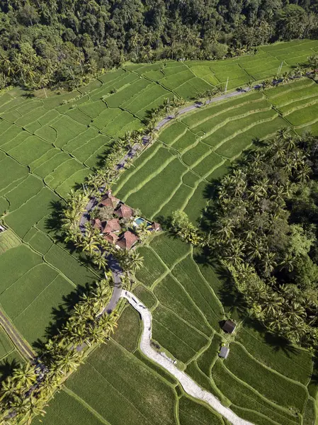 Indonesia Bali Ubud Aerial View Rice Fields — Stock Photo, Image