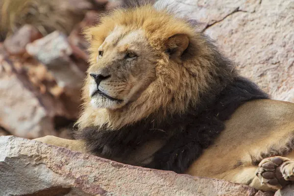 South Africa Aquila Private Game Reserve Lion Panthera Leo — Stock Photo, Image