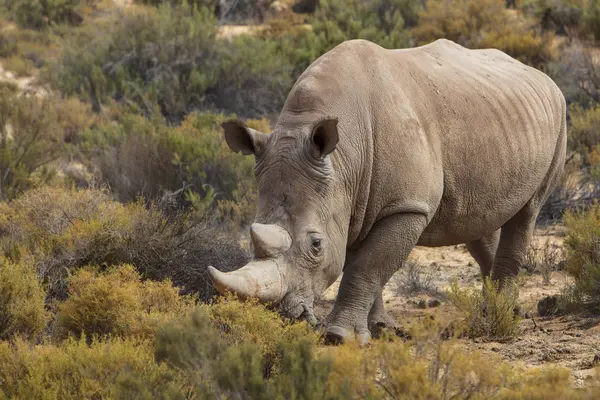 Sydafrika Touws River Kapstaden Aquila Privat Viltreservat Rhino Noshörning — Stockfoto
