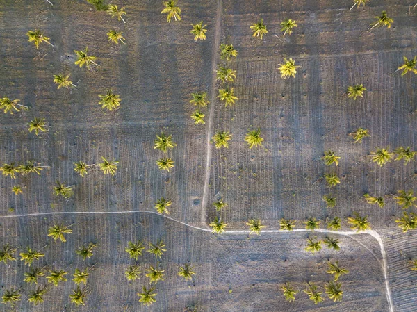 Индонезия Ломбок Вид Воздуха Пальмы Пути — стоковое фото