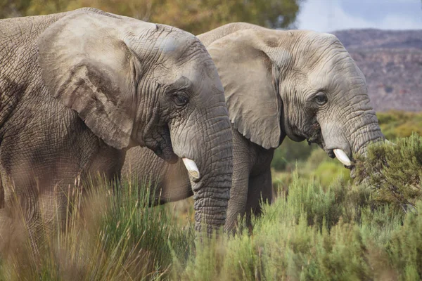 Africa Sud Aquila Rezervație Privată Jocuri Elefanți Loxodonta Africana — Fotografie, imagine de stoc