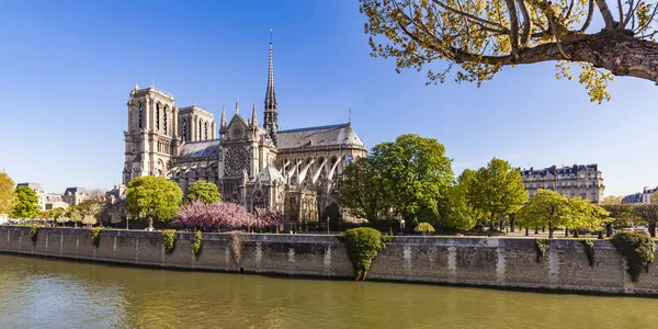 France Paris Notre Dame Cathedral Cherry Blossom — Stock Photo, Image