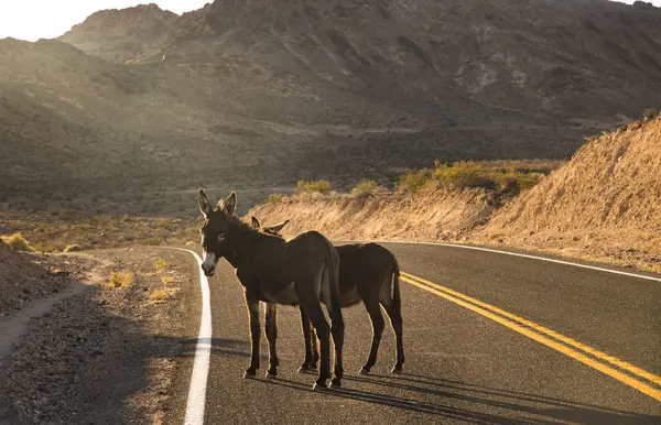 Usa California Death Valley Donkeys Road — Stock Photo, Image