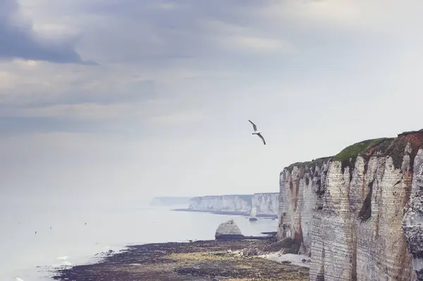 Франция Верхняя Нормандия Близ Этретата Побережье Алабастера Летающая Птица — стоковое фото