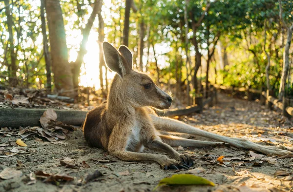 Avustralya Queensland Mackay Cape Hillsborough Milli Parkı Kanguru Ormanda Güneşin — Stok fotoğraf