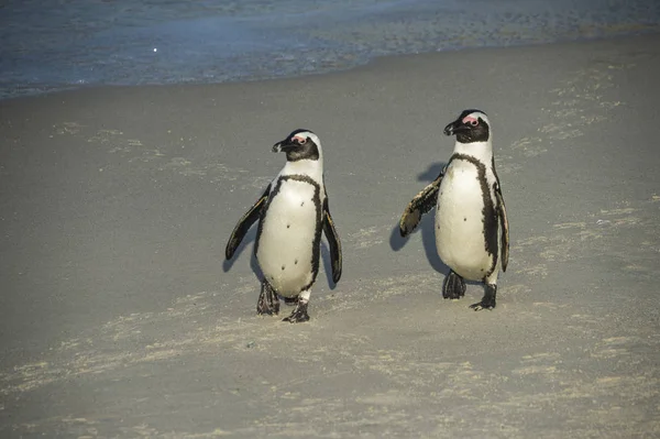 Sudáfrica Cabo Buena Esperanza Playa Rocas Pingüinos Asno Spheniscus Demersus — Foto de Stock