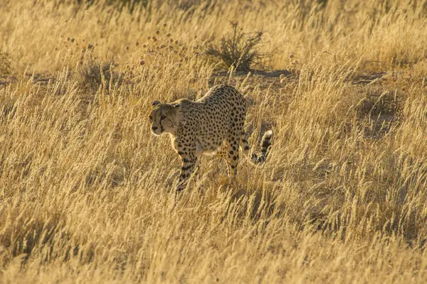 Südafrika Kalahari Grenzüberschreitender Park Gepard Acinonyx Jubatus — Stockfoto