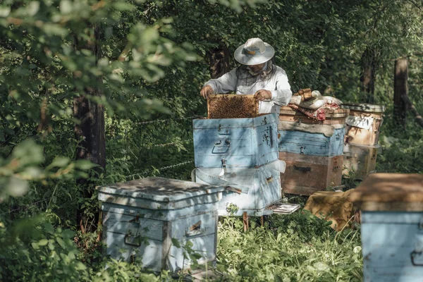 Rússia Apicultor Verificando Quadro Com Abelhas — Fotografia de Stock
