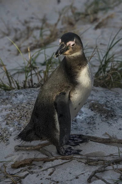 Sudáfrica Cabo Buena Esperanza Playa Rocas Pingüino Asno Spheniscus Demersus —  Fotos de Stock