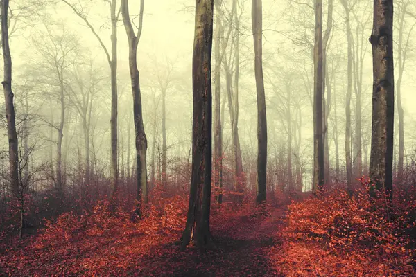 Forêt Automne Feuilles Rouges — Photo