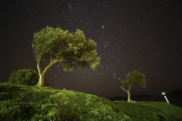 Spanien Kadaver Olivenbäume Unter Dem Sternenhimmel — Stockfoto