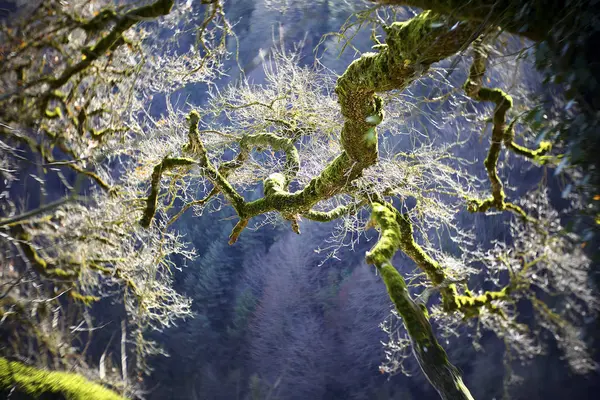 Іспанія Gorbea Природний Парк Мох Вирощених Дерев — стокове фото