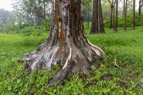 Соединенные Штаты Америки Hawaii Kauai Rainbow Eucalyptus Eucalyptus Deglupta — стоковое фото