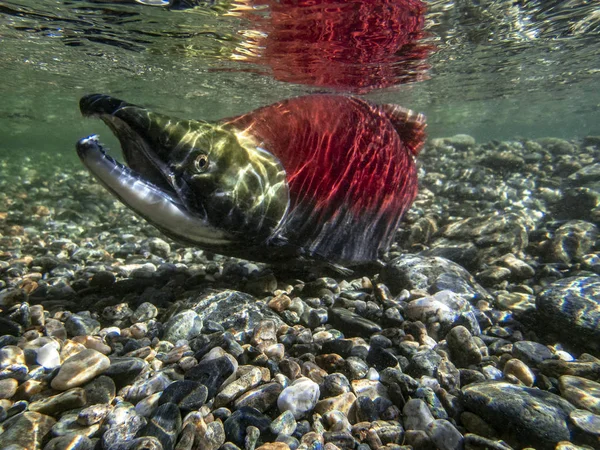 California Columbia Británica Adams River Sockeye Salmon Oncorhynchus Nerka — Foto de Stock