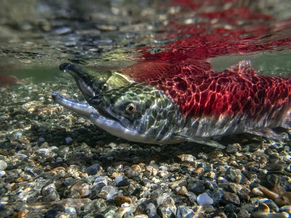 California British Columbia Adams River Salmoni Sockeye Oncorhynchus Nerka — Foto Stock
