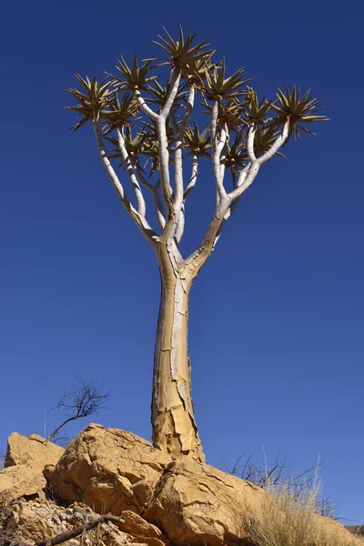 Африка Намибия Дерево Колчанов Дихотома Алоэ — стоковое фото