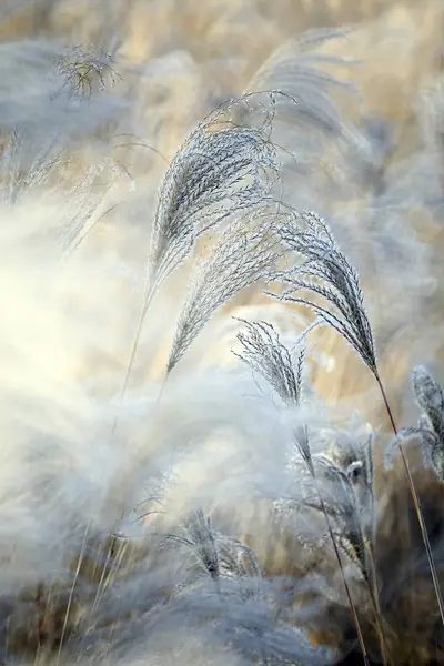 Alanında Reeds Yakın Çekim — Stok fotoğraf
