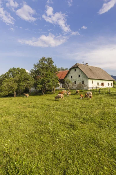 Áustria Caríntia Antiga Quinta Vacas Pastel — Fotografia de Stock
