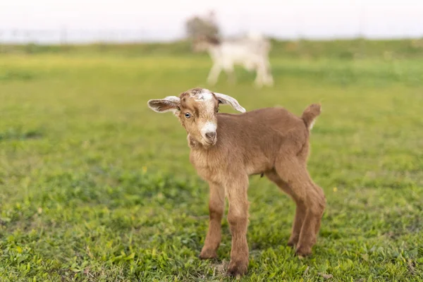 Portrait Young Goat Meadow — Stock Photo, Image