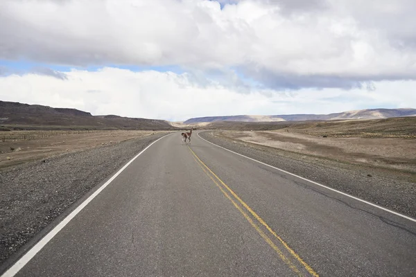 Argentina Patagonia National Route Guanaco Crossing Empty Road Middle Desert — Stock Photo, Image