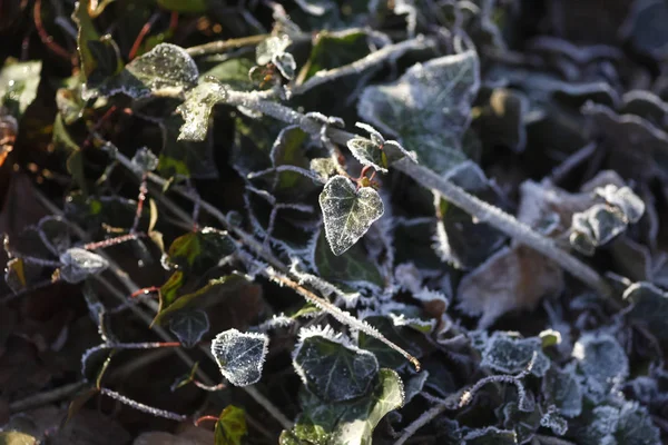 Hoarfrost Folhas Hera Tempo Frio — Fotografia de Stock