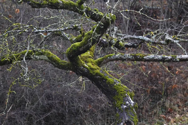 Niemcy Drzewa Gałęzie Mchu Uprawiane Zimą — Zdjęcie stockowe