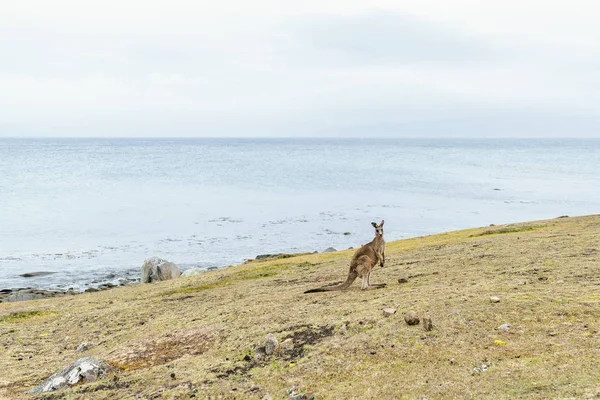 Αυστραλία Τασμανία Νήσος Μαρία Καγκουρό Ένα Mwadow Κοντά Στη Θάλασσα — Φωτογραφία Αρχείου